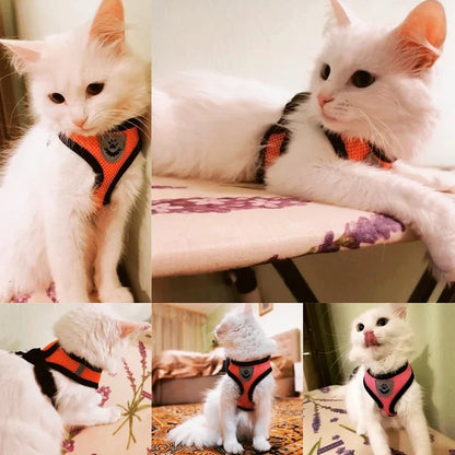 Pawlio katten -en hondenharnas Pro