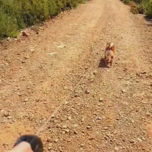 🐾 2-in-1 draagbare drinkfles voor honden – lekvrije reiswaterfles met drinkbak