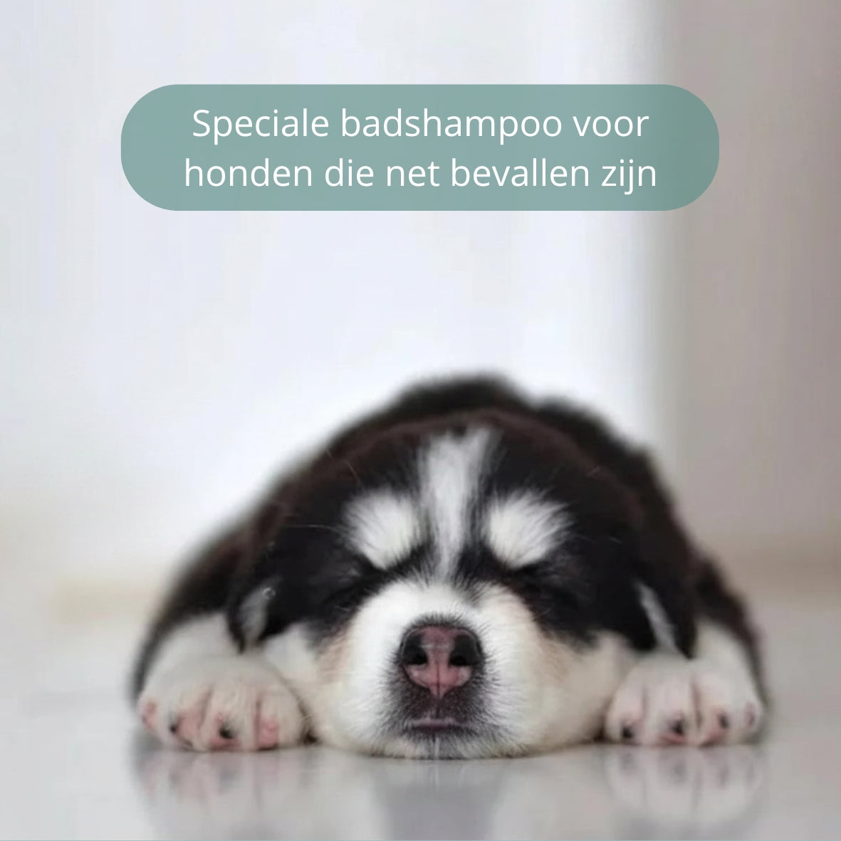 🐾 Verzorgende honden- en katten shampoo – milde shampoo voor gevoelige huid en gezonde vacht